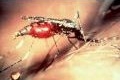 Blutsaugende Stechmücke