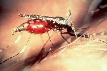 Stechmücke der Gattung Anopheles beim Blutsaugen