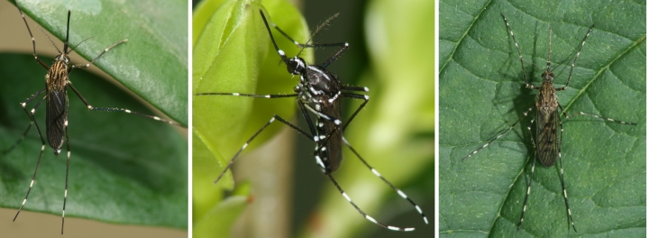 Bildvergleich verschiedener Stechmücken