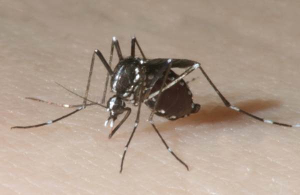 Stechendes Aedes albopictus Weibchen